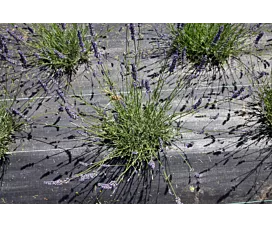 Tout - Filets (Jardin, Agro) Toile de paillage + Piquets sol - 2m x 25m - 100g/m2 - Rouleau - Noire